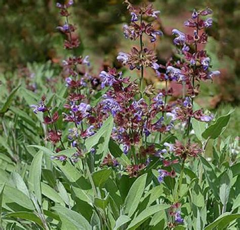 24 Planten Met Paarse Bloemen Om Je Tuin Te Versieren