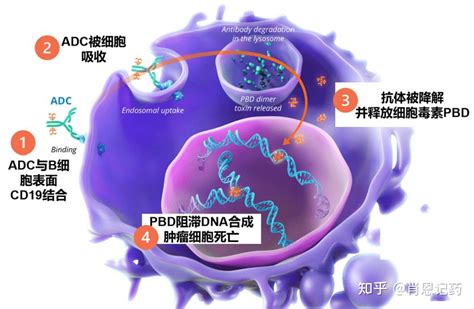 记住所有FDA生物药 CD19 ADC Loncastuximab tesirine 弥漫大B细胞淋巴瘤 知乎