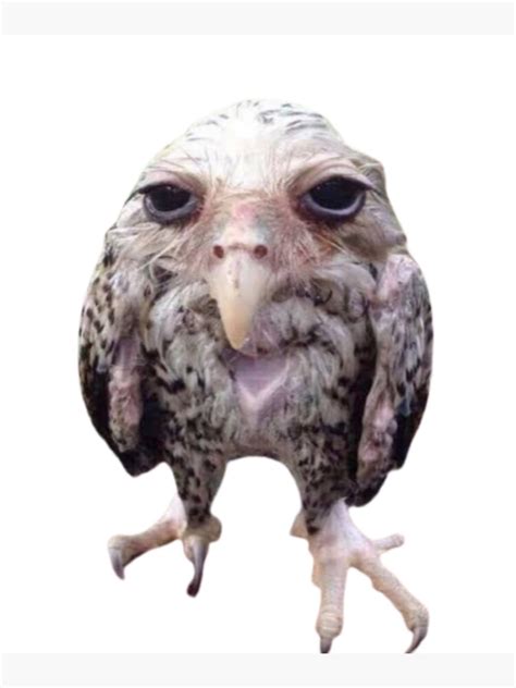 "wet owl meme" Poster for Sale by faememez | Redbubble