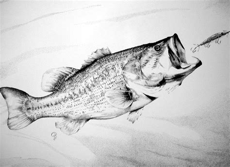 Lge Mouth Bass Drawing by Bobby Kro