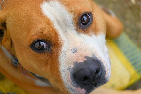 Closeup Portrait Of Dog American Staffordshire Terrier Focus On The