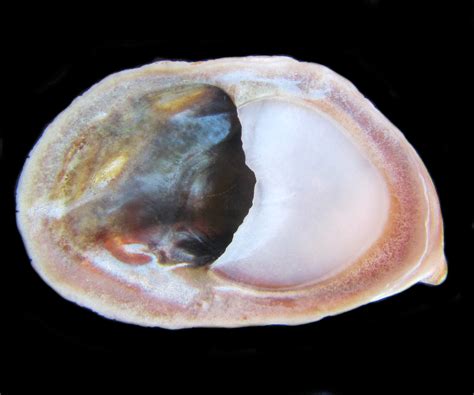 Onyx Slipper Limpet Shell Mexican Shells Org