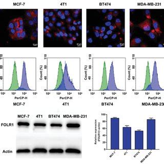 In Vitro Cell Uptake And Cytotoxicity Of DOXEGCG DPAFA NPs A In