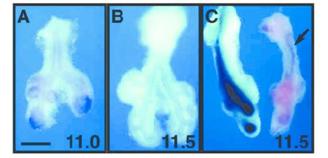 Expression Of Endogenous Noggin A E11 Nog Is Expressed In