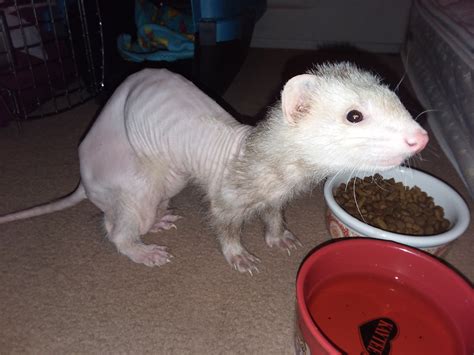 Hello I Recently Rescued A Ferret That Sat With Untreated Adrenal