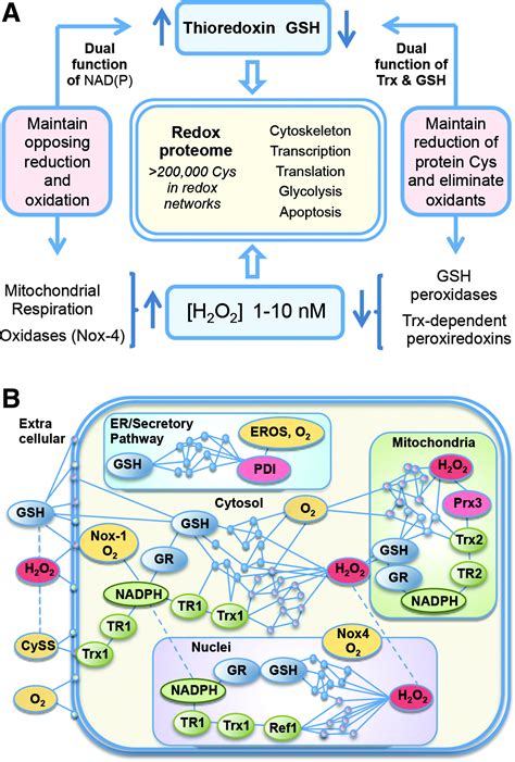 The Redox Code Antioxidants And Redox Signaling