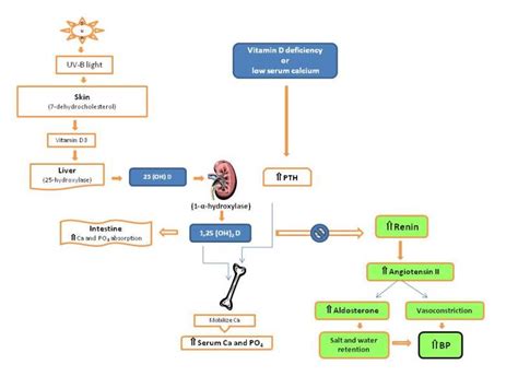 Overview Of Endocrine Hypertension Endotext Ncbi Bookshelf