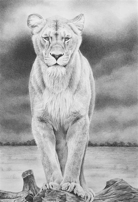 Female Lion Drawing by Rita Niblock - Fine Art America