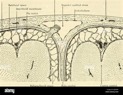 Arachnoid Space Stock Photos & Arachnoid Space Stock Images - Alamy