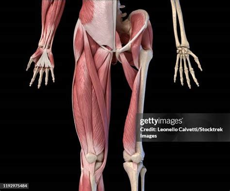 thigh muscle anatomy   premium high res pictures getty images