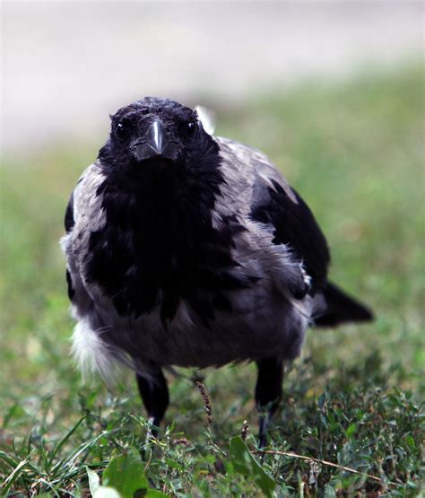 Black And Grey Hooded Crow In Stadt Park Vienna Black Grey Animals