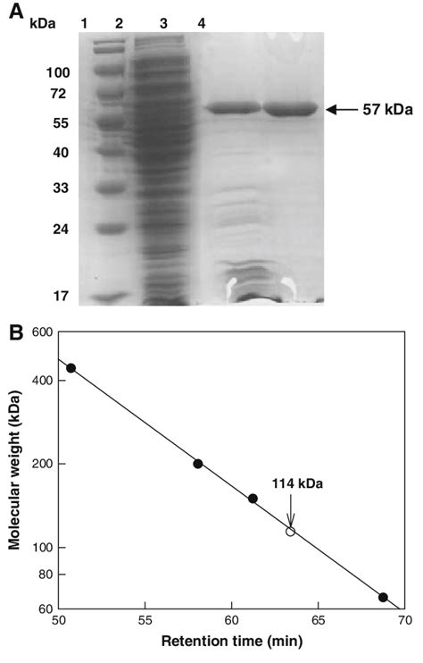 A Sds Page Analysis Of Purified Enzyme From Each Purification Step