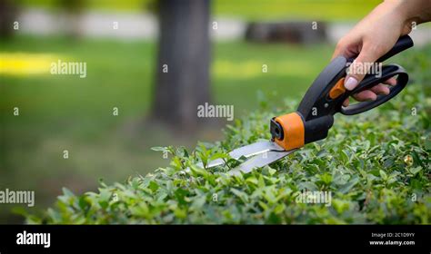 Cutting Grass With Scissors High Resolution Stock Photography And