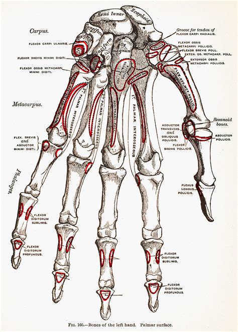 Bones Of Left Hand Photograph by Granger