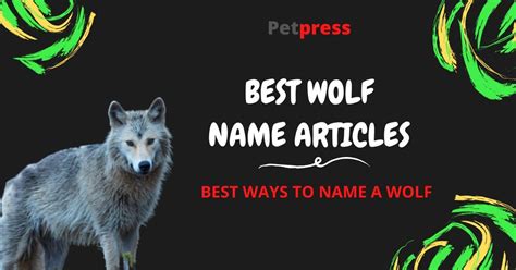 Best Wolf Names For Naming A Pet Wolf - PetPress