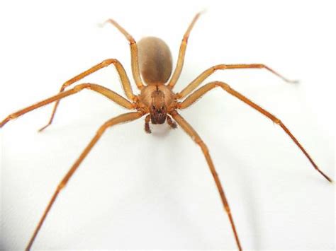 Loxosceles Reclusa Loxosceles Reclusa Bugguidenet