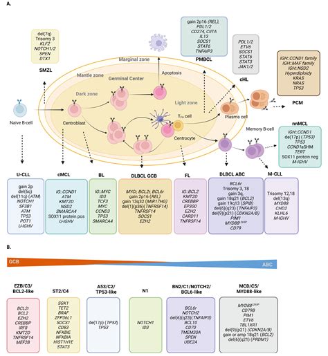 Genetic Alterations In Mature B And T Cell Lymphomas A