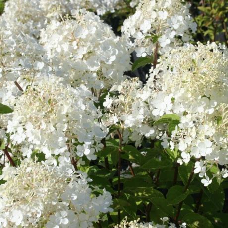 Sadzonki Hortensji Bukietowej Bobo Najlepsza Cena Na Hydrangea