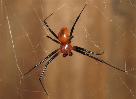 nephilengys malabarensis male