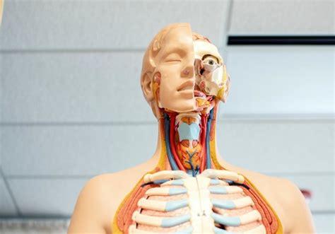 Cient Ficos Descubren Una Nueva Parte Del Cuerpo Humano