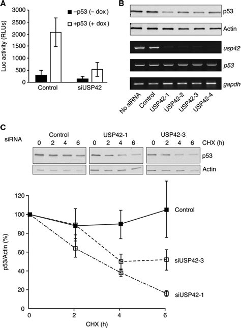 Regulation Of P53 Stability And Function By The Deubiquitinating Enzyme