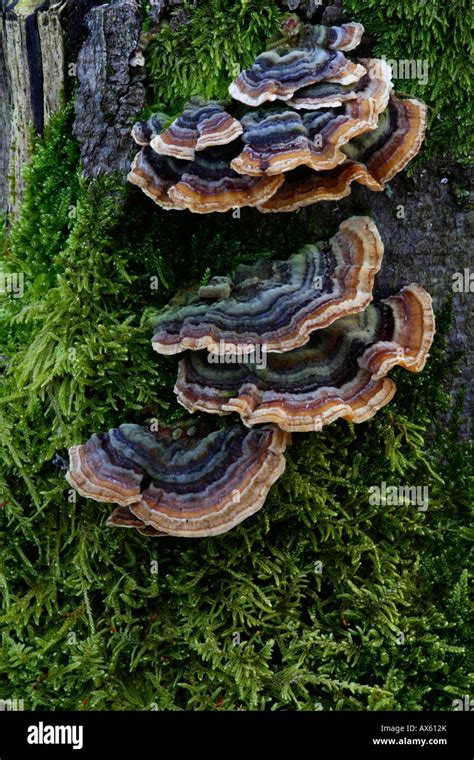 Turkey Tail Mushrooms Trametes Versicolor Growing On A Tree Stump In Lueerwald Luer Forest