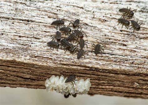 Monarch Eggs vs Ladybug Eggs: Photos (Larva, Risks, Milkweed) » The Buginator