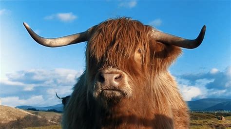 Highland Cattle - Scottish Highlands. - YouTube