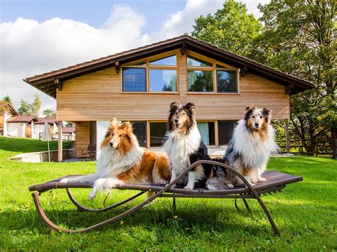 Empfehlenswerte Ferienh User F R Den Urlaub Mit Hund Mein Tophotel