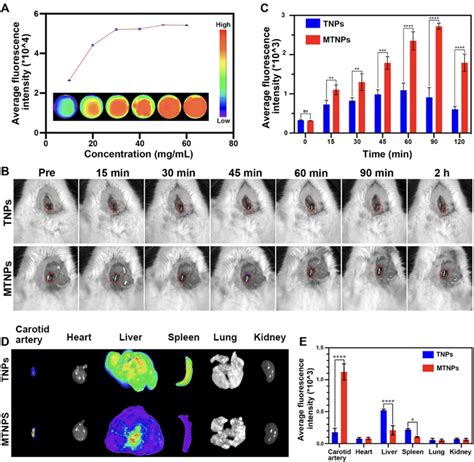 Fluorescence Images In Vitro And In Vivo And Biodistribution A