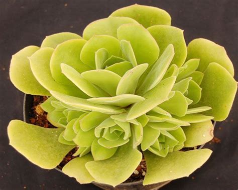 A Small Green Plant In A Pot On A Black Surface With Water Droplets