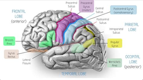 Brain Angular Gyrus