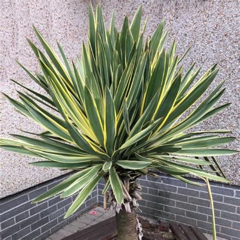 How To Cook Yucca Flowers Metro Cooking Dallas