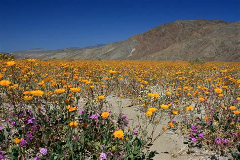 Wildflowers In Anza Borrego Desert State Park The Desert R Flickr