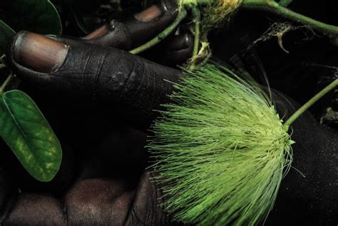 Fotos gratis césped hoja flor verde biología de cerca