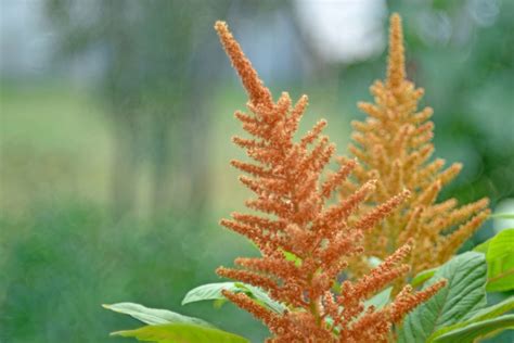 La Planta Del Amaranto Huerto En Casa