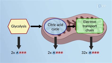 The Electron Transport Chain | Cell Biology | JoVe