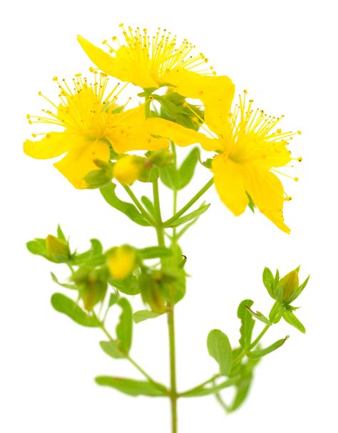 St Johns Wort Extract Hypericum Perforatum L Naturmed Scientific