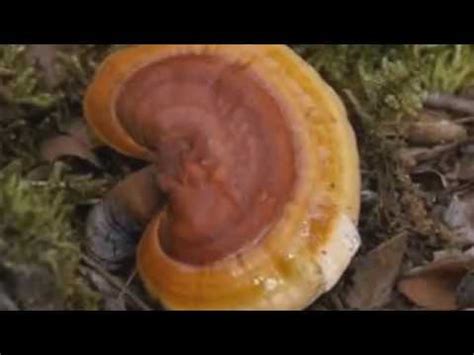 Ganoderma Lucidum Que Es Y Para Que Sirve YouTube