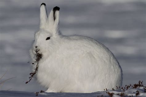 Arctic Hare - Arctic Genomics