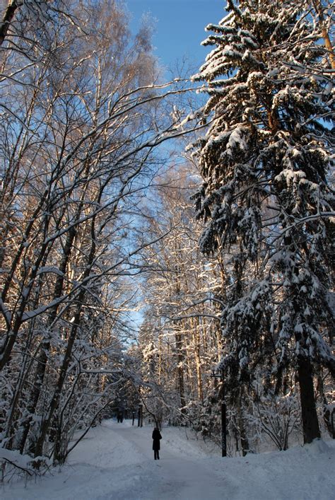 Banco De Imagens árvore Natureza Floresta Ramo Neve Inverno