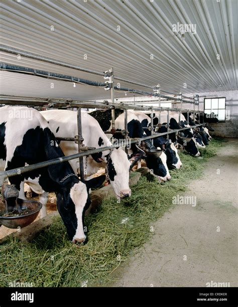 HOLSTEIN COWS EATING ALFALFA / PENNSYLVANIA Stock Photo - Alamy