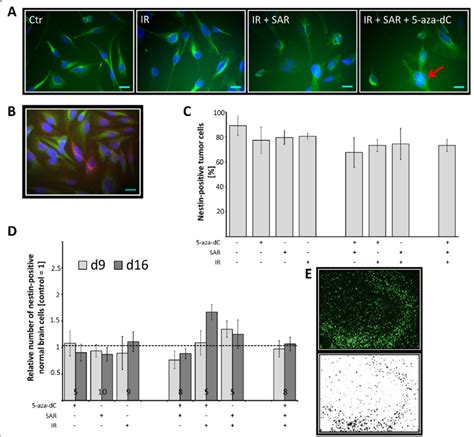 Nestin Positive Cells A C Potential Tumour Stem Cell Population Of