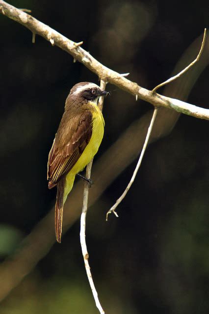 Foto Bentevizinho De Penacho Vermelho Myiozetetes Similis Por Roberto