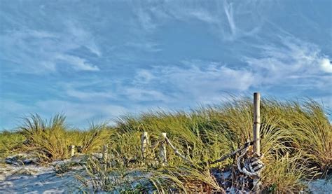 Premium Photo | Landscape with sand dunes and dune grass