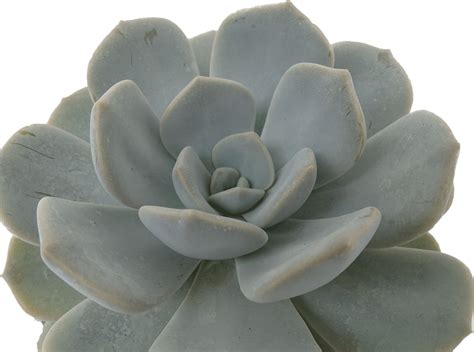 Echeveria Succulents Unlimited Bv