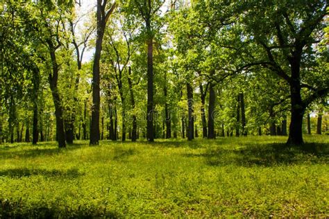 Beautiful Summer Green Forest Stock Photo Image Of Outdoors Branch