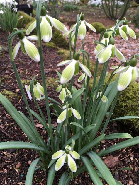 Galanthus nivalis ‘Green Tear’ – Morlas Plants
