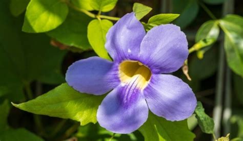 Thunbergia Grandiflora Seeds