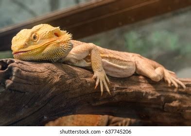 Bearded Dragon Climbing Tree Taken Shallow Stock Photo 637745206 ...